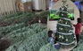 Cận cảnh cây thông Noel thật từ Mỹ về Việt Nam