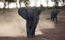 Nam Phi chuyển 200 con voi sang Mozambique