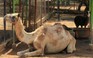 Trộm động vật trong sở thú ở Venezuela để ăn