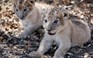 Cặp sư tử con đầu tiên chào đời bằng thụ tinh nhân tạo