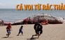 Xác cá voi kỳ lạ trên bãi biển cảnh báo ô nhiễm nặng