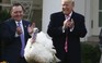Tổng thống Trump 'ân xá' gà tây
