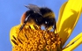 Radar tiết lộ cách ong chọn đường bay