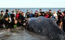 Xem người Argentina giải cứu cá voi