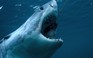 Đã 40 năm sau 'Hàm cá mập' đầu tiên, cá mập vẫn là biểu tượng phim hè