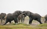 Phát hiện 87 con voi chết tại Botswana