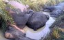 7 con voi chết vì điện giật