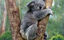 Gấu túi koala có nguy cơ tuyệt chủng vì tốc độ mất rừng ở Úc