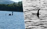 Thuỷ quái hồ Loch Ness là một con lươn khổng lồ?