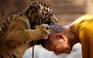 86 con hổ chết sau khi được giải cứu, 'Chùa Hổ' trách chính phủ Thái Lan