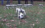 Kỹ năng mới của robot 'gần như không thể phá hủy': chơi bóng đá