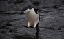 Nhà khoa học nhức đầu vì số lượng chim cánh cụt giảm mạnh tại tại Nam Cực