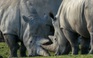 Tận mắt xem cưa sừng tê giác châu Phi để tránh bị săn trộm