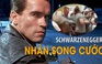 “Kẻ Hủy Diệt” Schwarzenegger nhận song cước vào lưng