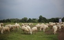 Người Sài Gòn phiêu ở đồng cừu cực đẹp chỉ cách 70 km