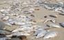 Cá chết dạt trắng cả bờ bãi biển Đà Nẵng