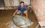 Người miền Tây bắt được rùa biển 200kg được 'người lạ' hỗ trợ 20 triệu đồng