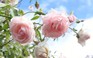 Vườn hồng đẹp như tranh vẽ mở cửa miễn phí giữa thành phố Buôn Ma Thuột