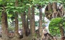 Kỳ lạ cây khế 19 thân độc nhất vô nhị ở Đắk Lắk