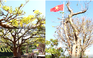 Những cây mai dáng lạ hút khách check-in chụp ảnh tại Đắk Lắk ngày trước tết