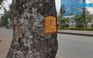 Hà Nội: Hàng chục cây xà cừ trên đường Láng bị đục khoét
