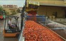 Tây Ban Nha: Sáu chiếc xe tải cà chua phục vụ lễ hội