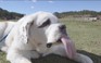 Chó đạt kỷ lục Guinness với chiếc lưỡi dài nhất