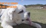 Tin nhanh Quốc tế 5.10: Chó đạt kỷ lục Guinness với chiếc lưỡi dài nhất