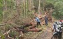 Nhân viên công ty lâm nghiệp thuê người phá rừng