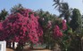 Chiêm ngưỡng “cụ” hoa giấy khủng trên đảo Lý Sơn, trả hàng trăm triệu đồng không bán