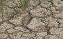 Lúa chết khô, cây rụng trái, dân khát nước ngọt trầm trọng vì xâm nhập mặn