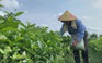 Quê nhà Quang Hải trồng hoa nhài ướp chè kiếm tiền gấp mấy lần cấy lúa