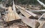 Hãi hùng cảnh rừng phòng hộ xã Sơn Long ở Quảng Ngãi bị khai thác trái phép