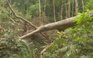 Hàng chục cây rừng trong Khu bảo tồn thiên nhiên Bắc Hướng Hóa bị đốn hạ
