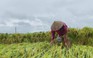 Mưa lớn ở Quảng Ngãi: nông dân bần thần trước hàng ngàn ha lúa bị ngập úng