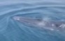 Cận cảnh cá voi xuất hiện ở vùng biển Hoằng Hóa