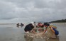 Dân Hà Tĩnh đổ xô ra biển “hốt” 5 tấn sò lông dạt vào bờ