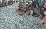 Ngư dân Hà Tĩnh trúng đậm hơn 4 tấn cá đù, ‘bỏ túi’ cả trăm triệu đồng