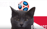 Những tiên tri mèo đấu nhau trong dự đoán trận Nhật Bản - Ba Lan