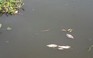 Video: Cá tiếp tục chết hàng loạt trên kênh Nhiêu Lộc - Thị Nghè