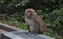 Hàng ngàn con khỉ chết để cứu người ở vịnh Bái Tử Long