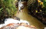 Hiện trường 3 du khách nước ngoài chết tại thác Datanla Lâm Đồng