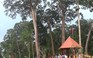 Công bố rừng Cây Di sản lớn nhất nước