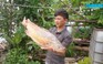 Bắt được cá nặng 5 ký nghi là cá sủ vàng