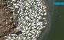 Quảng Trị: Hàng ngàn con cá “phơi bụng” trên hồ Đại An