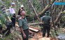 Cận cảnh rừng pơ mu bị tàn sát khủng khiếp ở Quảng Nam
