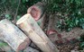 Xin gỗ lậu bị từ chối, đánh luôn cán bộ bảo vệ rừng