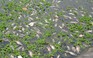 Cá chết hàng loạt nổi trắng mặt hồ ở Đà Nẵng