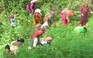 Phụ nữ Ấn Độ nhổ cây cần sa