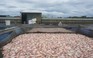 Cá chết hàng loạt nổi trắng sông Cổ Cò, thiệt hại hàng tỉ đồng